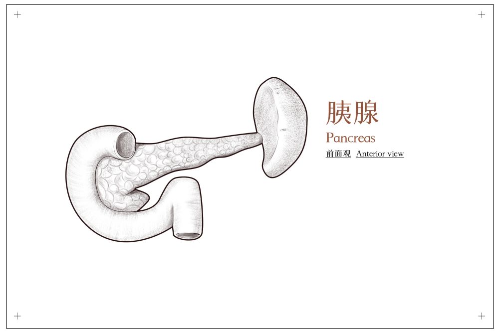 1701309709333110.jpg 胰腺.jpg